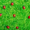 Petit Boum Bouteille Sensorielle Sound - Coccinelles